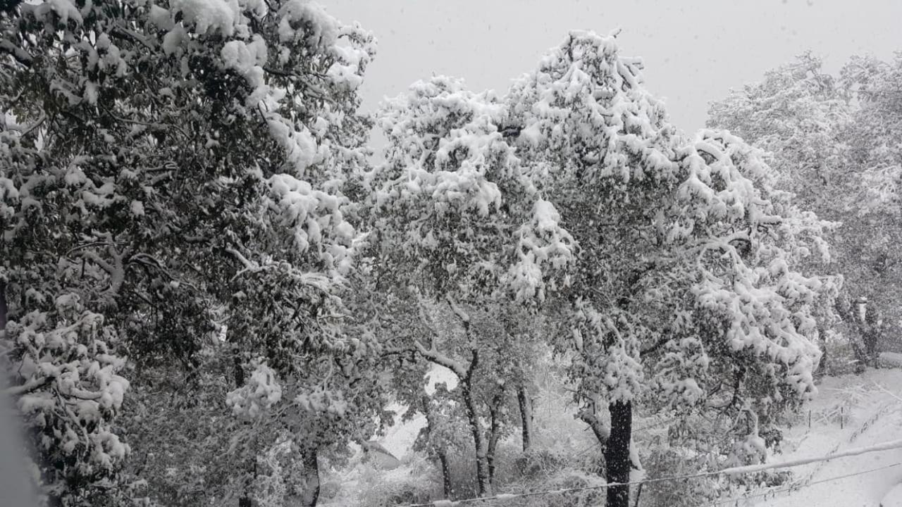 Bed and Breakfast Apple House Shimla Exterior foto